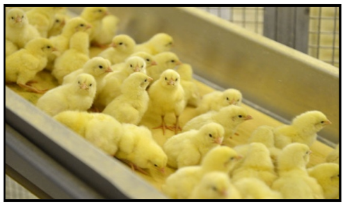 I would have preferred chicks to tickets.