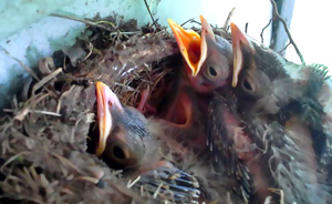 baby robins